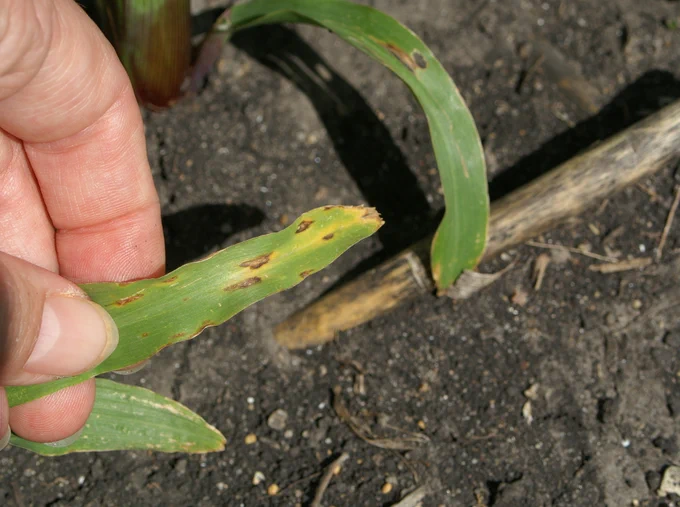 Anthracnose leaf blight lesion on corn leaves. 