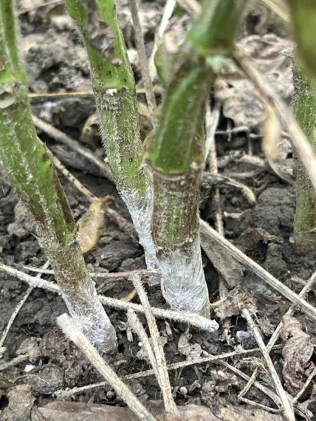Southern blight fungal growth at base of soybean stems.