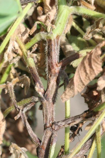 Phytophthora root and stem rot stem lesion on soybean stem.