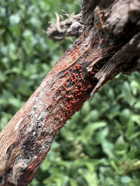 Fungal growth indicating red crown rot on soybean stem. 