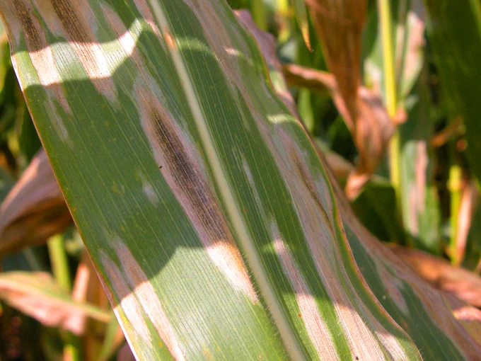 Northern corn leaf blight lesions on a corn leaf.