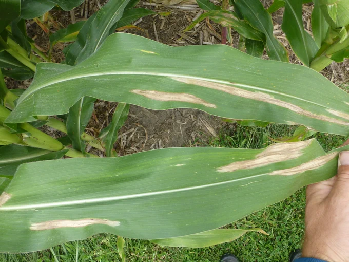 Northern corn leaf blight lesions on corn leaves.