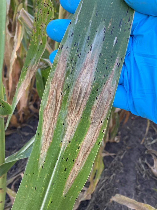 Northern corn leaf blight lesions on a corn leaf.