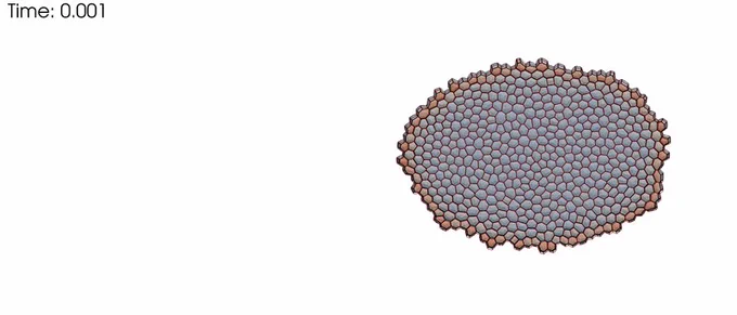 A gif showing the self-organized locomotion of a tissue interacting with a substrate by adhesion and friction. Time is normalized by the turnover timescale.