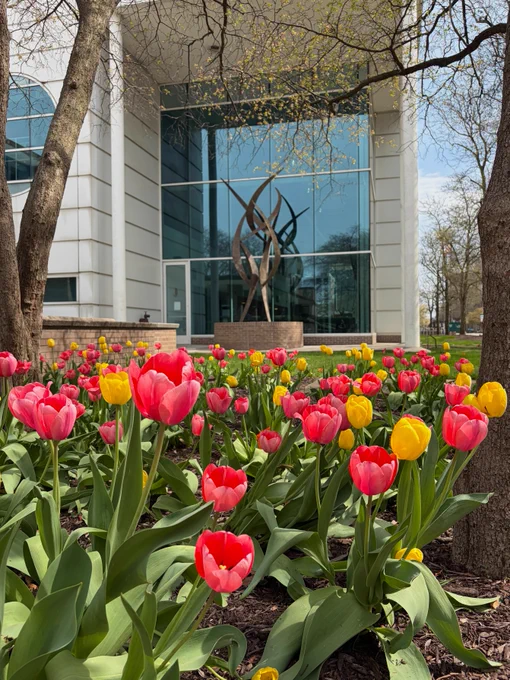 Pink and yellow tulips on Wayne State University’s campus with a building and sculpture in the background. 