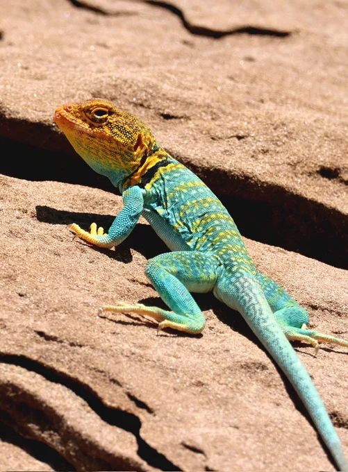 Eastern Collared Lizard (Crotaphytus collaris) McKinley County,  New Mexico 
