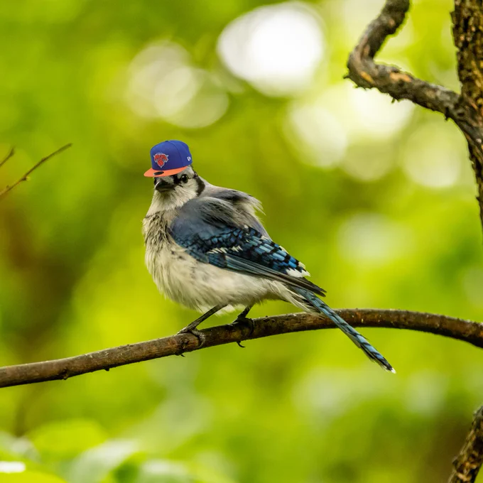 A blue jay in Central Park edited to be wearing a Knicks hat.