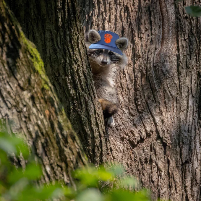 A raccoon in Central Park edited to be wearing a Knicks hat.