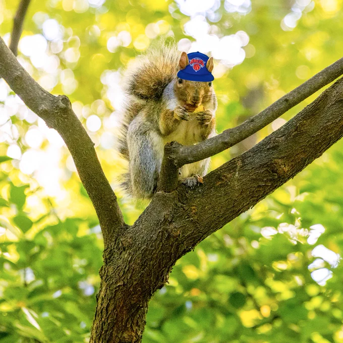 A squirrel in Central Park edited to be wearing a Knicks hat.