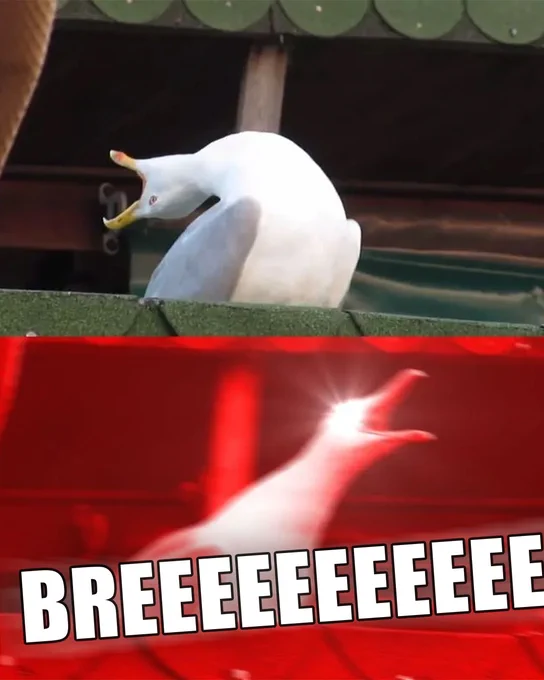 A meme image of a seagull tilting its head back before opening its mouth with a red glow effect around it, with text in all capitals added which reads "Breeeeeeeeee"