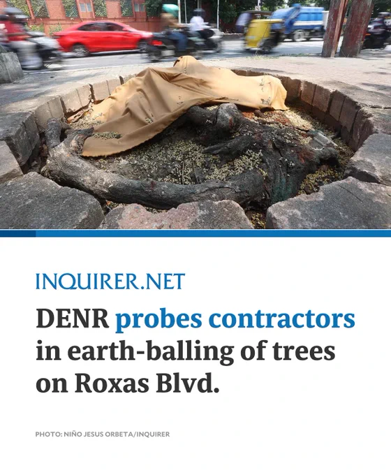 The Department of Environment Natural Resources is already investigating the contractors involved in the reported earth-balling activities along Roxas Boulevard, with a specific focus on whether their methods violated established environmental protocols and the conditions of their permits. 