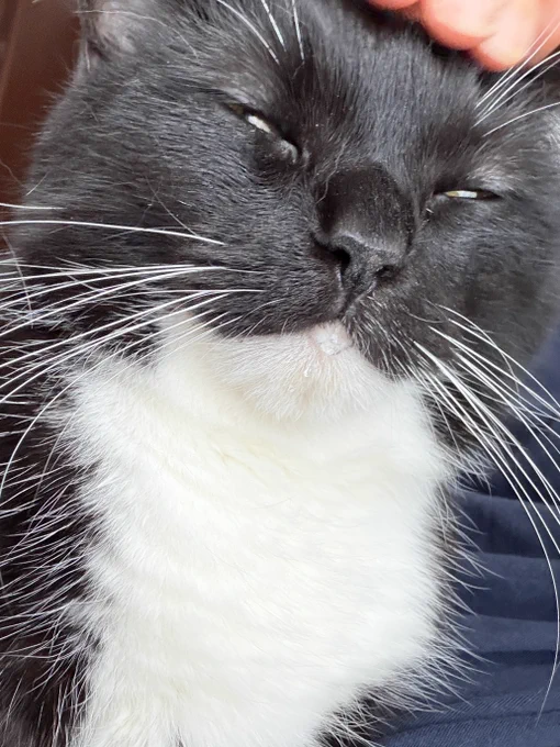 A black-and-white cat enjoying pets and drooling slightly