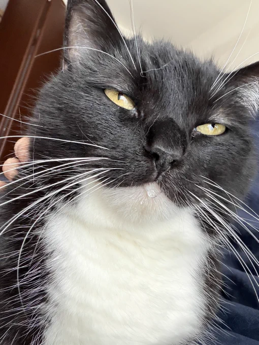 A black and white cat drooling