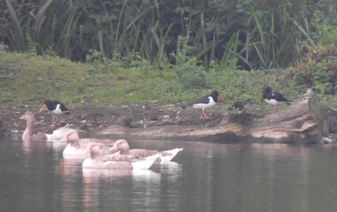3 Oystercatchers on the bank with Greylags in the mere