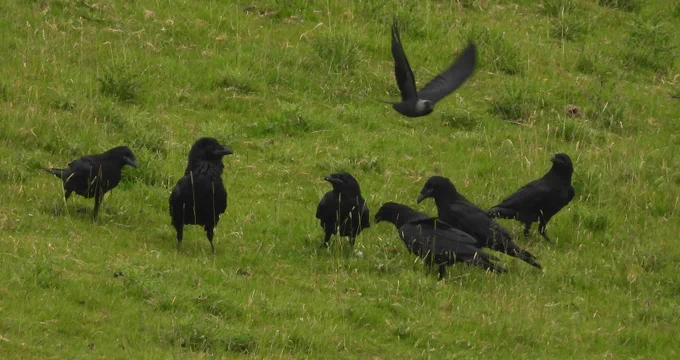 Chips the male Raven with the 5 fledgelings and a jackdaw in the background flying