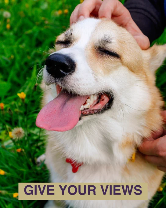 A happy Corgi dog with its eyes closed and tongue out, being petted in a grassy field. Text over the image says give your views.