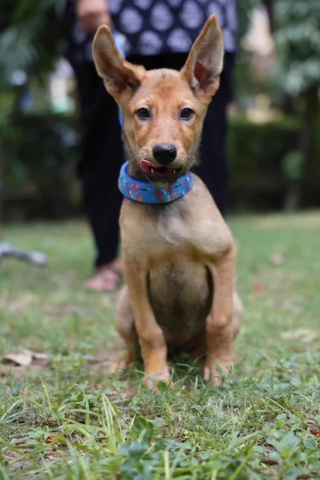 Tuktuk, a brown Indie puppy with large upright ears and a blue collar sitting on grass, tongue out, ready for adoption in Delhi