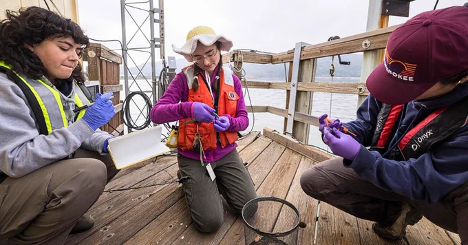 USGS staff gather and measure shellfish samples collected at Martinez Harbor, Contra Costa County, California. Photo by California Department of Water Resources