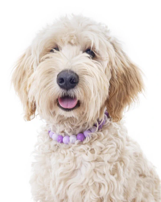 Great portfolio updates from Honey - Labradoodle (Dog)
#petmodels #portfolio #images #bookamodel #modelsdirect 