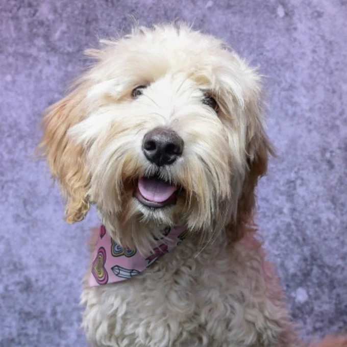 Great portfolio updates from Honey - Labradoodle (Dog)
#petmodels #portfolio #images #bookamodel #modelsdirect 