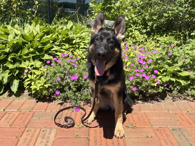 "Maisie" sitting on brick walkway in front of purple flowers and greenery.