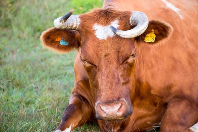 Photograph of cow resting on grass early in the morning, named Wonky, Caesar's Camp Hill Fort, Farnham, Surrey, UK, 11 June 2022.