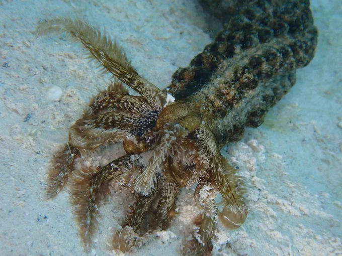 海底を這い回るオオイカリナマコ
前方に多数生えた触手を常に蠢かして海底に落ちている有機物を砂ごと摂取して生活している

Observation © Debra Bake