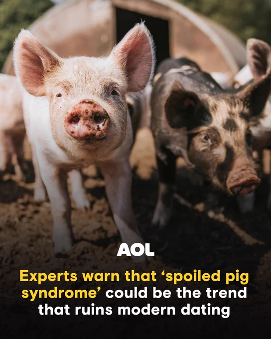 spoiled pig syndrome