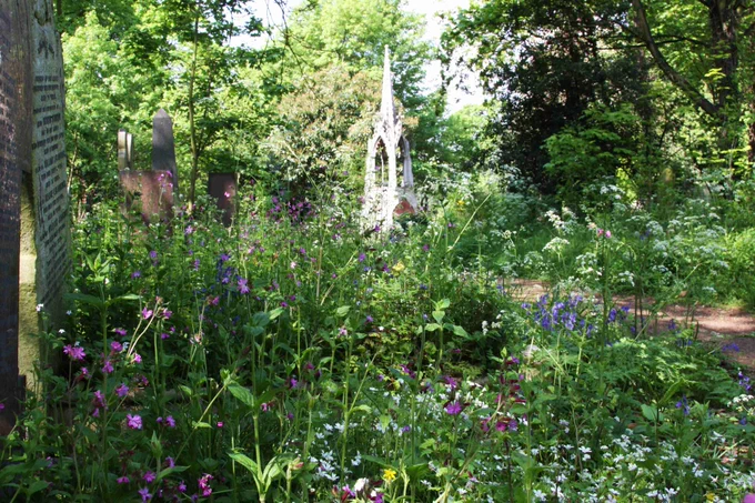Colourful display of wildflowers