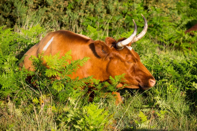 Photograph of sleepy cow in bracken early morning, Caesar's Camp, Farnham, Surrey, UK, 11 June 2022.