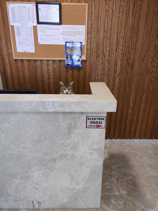 A brown cat peeking out from behind a reception desk.