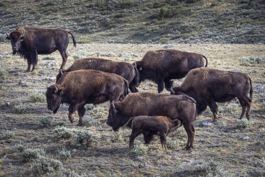 : A herd of bison buffalo grazes across an open grassland landscape.