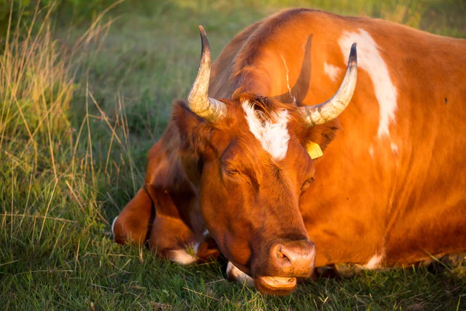 Photograph of cow resting on grass lit by early morning sun, Caesar's Camp Hill Fort, Farnham, Surrey, UK, 11 June 2022.