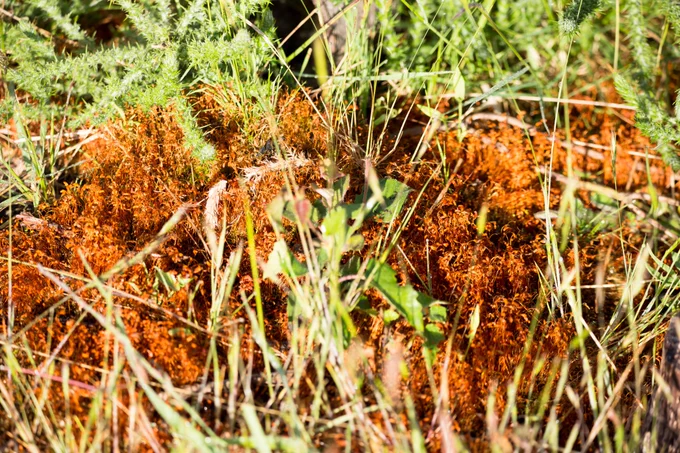 Photograph of bright orange moss seed capsules standing out among heathland flora, Caesar's Camp, Farnham, Surrey, UK, 11 June 2022. 