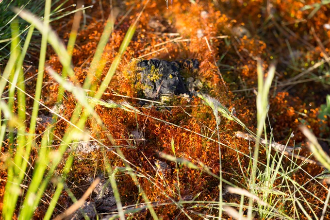 Photograph of bright orange moss seed capsules standing out among heathland flora, Caesar's Camp, Farnham, Surrey, UK, 11 June 2022.