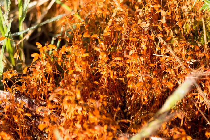 Photograph of bright orange moss seed capsules standing out among heathland flora, Caesar's Camp, Farnham, Surrey, UK, 11 June 2022.