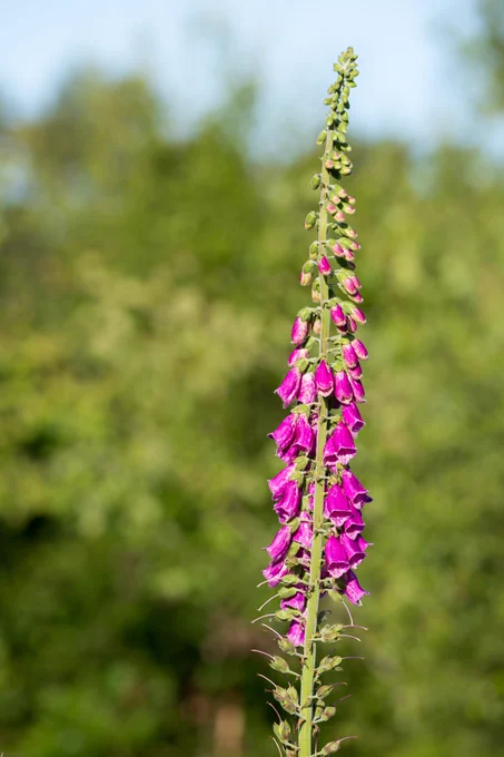 Photograph of Foxglove (Digitalis purpurea), Caesar's Camp, Farnham, Surrey, UK, 11 June 2022.
