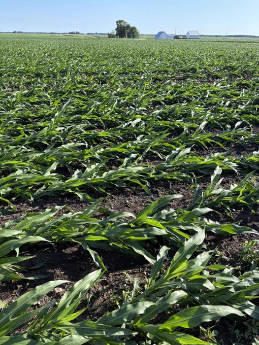 P.S. - the down corn pic isn't green snap, just taking a nap. Talked to its family, it'll be back up soon 🌽😴