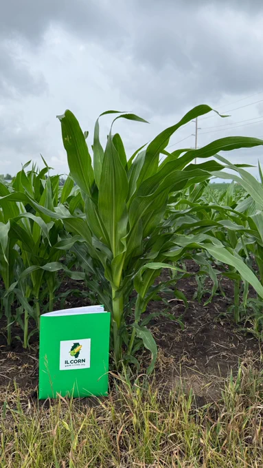 Corn in Bloomington, IL