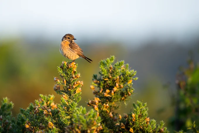 Photograph of Stonechat (Saxicola rubicola) female bird perched on gorse, Caesar's Camp, Farnham, Surrey, UK, 11 June 2022.