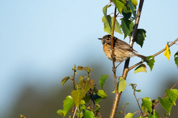 Photograph of Stonechat (Saxicola rubicola) female bird perched on birch tree, Caesar's Camp, Farnham, Surrey, UK, 11 June 2022.