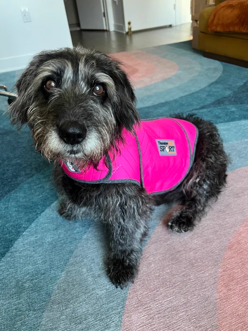 Javier sits on a colorful rug wearing a bright pink ThunderShirt, a compression vest designed to help reduce stress and anxiety in dogs. the WRD CEO stares directly into the camera with an interested expression, showing off the stylish vest.