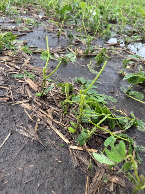 hail damage in soybean
