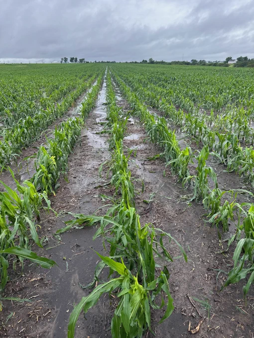 hail damage in corn 