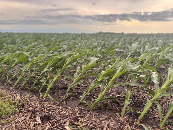 corn field leaning after wind and rain 