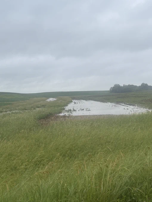 soybean field with standing water