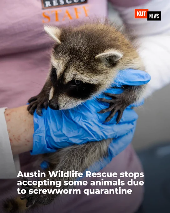 Austin Wildlife Rescue stops accepting some animals due to screwworm quarantine
