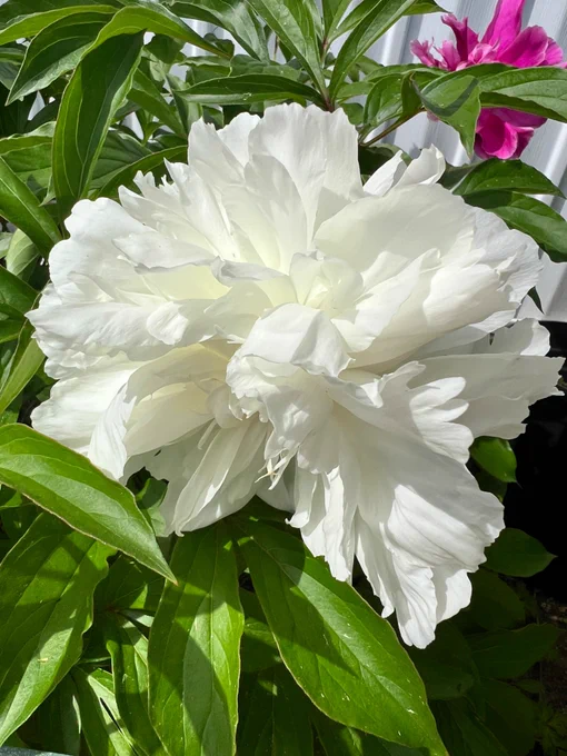 My peonies in full bloom 6/12/26