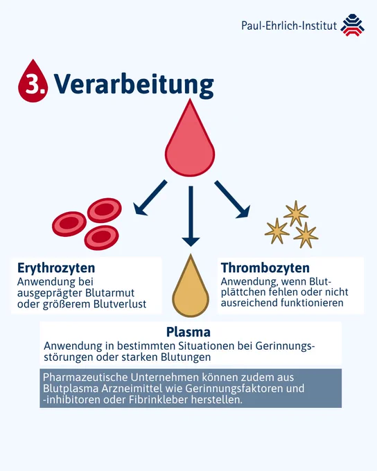 3. Verarbeitung
Erythrozyten:
Anwendung bei ausgeprägter Blutarmut oder größerem Blutverlust

Plasma:
Anwendung in bestimmten Situationen bei Gerinnungsstörungen oder starken Blutungen

Pharmazeutische Unternehmen können zudem aus Blutplasma Arzneimittel wie Gerinnungsfaktoren und -inhibitoren oder Fibrinkleber herstellen.

Thrombozyten:
Anwendung, wenn Blutplättchen fehlen oder nicht ausreichend funktionieren