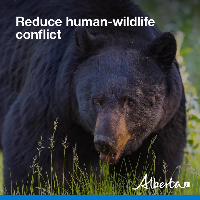 image depicts a black bear peering through a grassy field. Text reads Reduce human-wildlife conflict with the white Alberta logo in the bottom right corner.